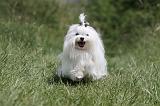 BICHON MALTAIS 037